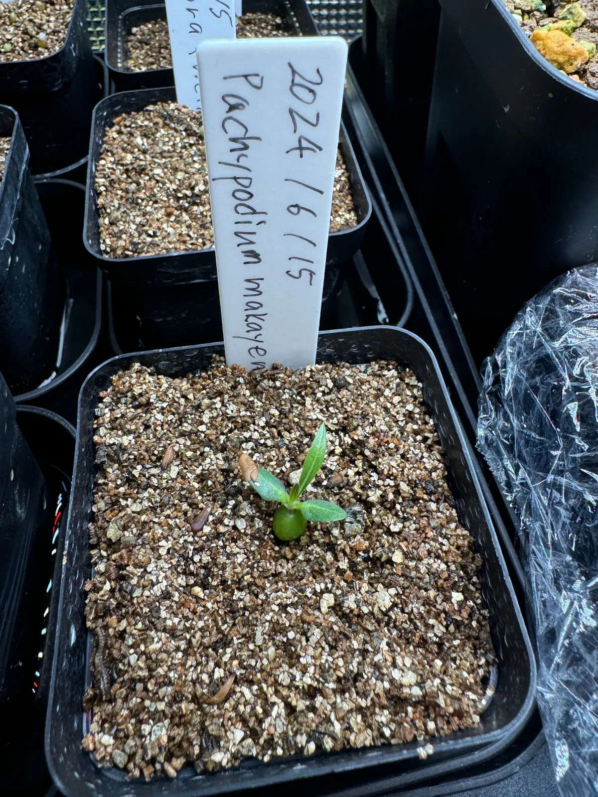 Pachypodium rosulatum subsp. makayense (パキポディウム マカイエンセ)