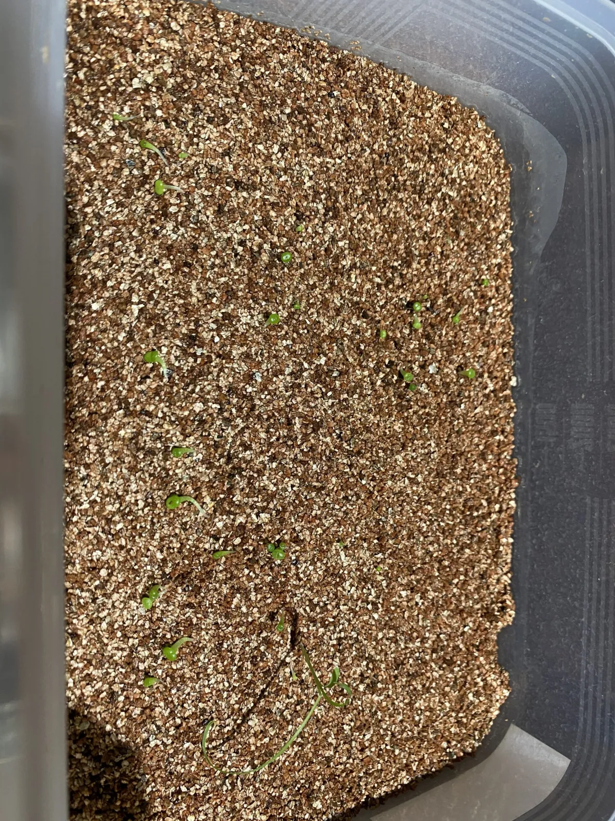 Lithops Mix (リトープス ミックス)