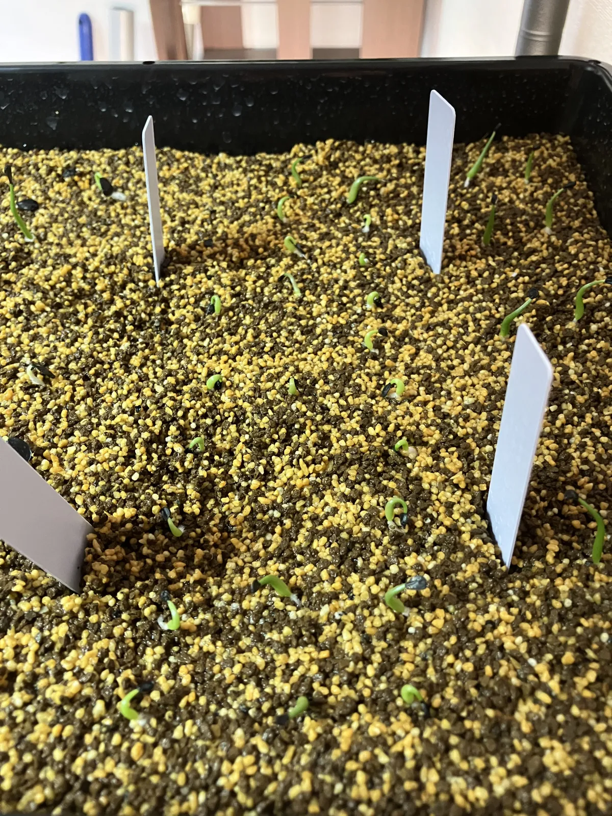 Agave horrida ssp. horrida (アガベ ホリダ)