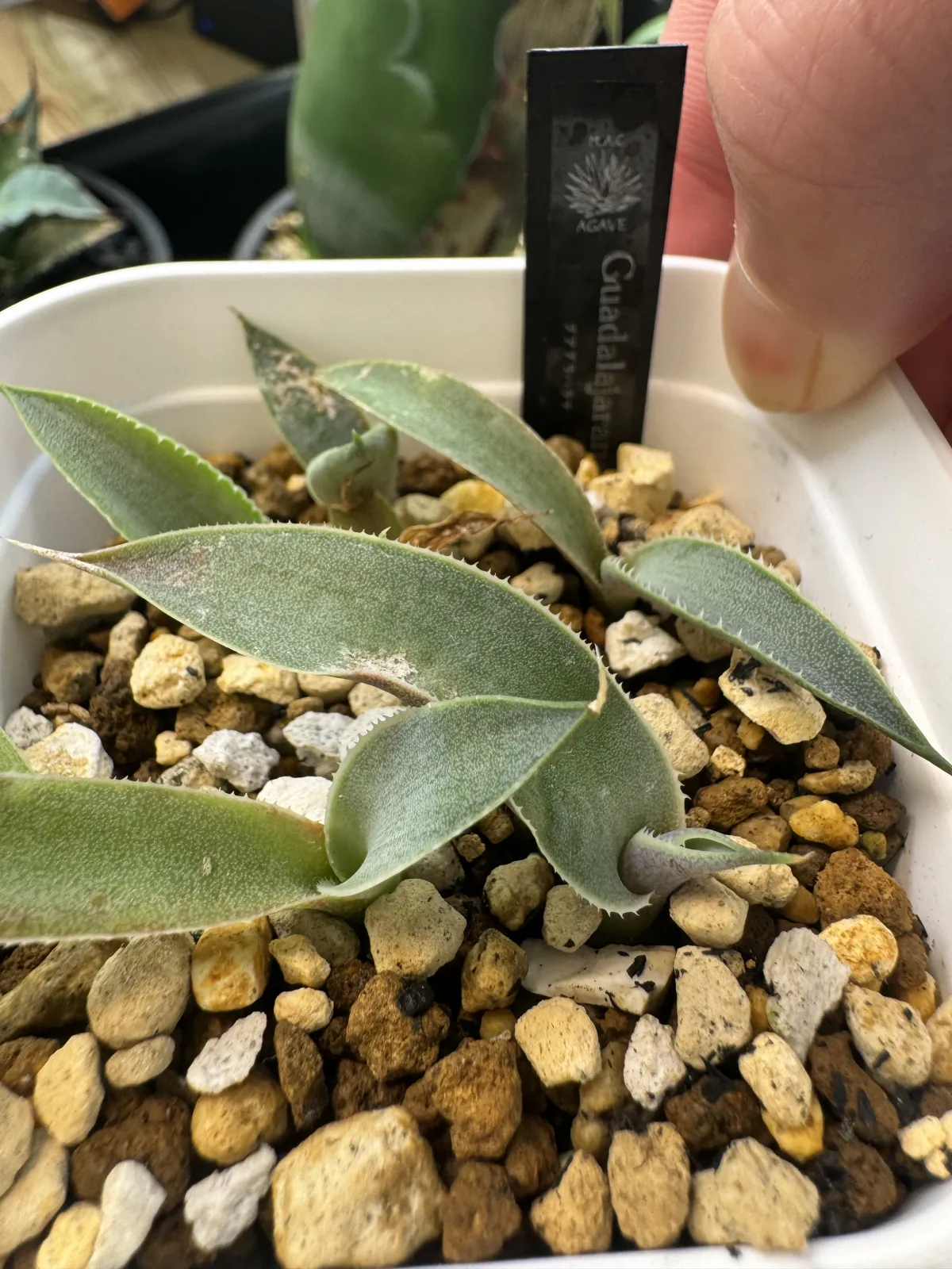 Agave guadalajarana (アガベ グアダラハラナ)