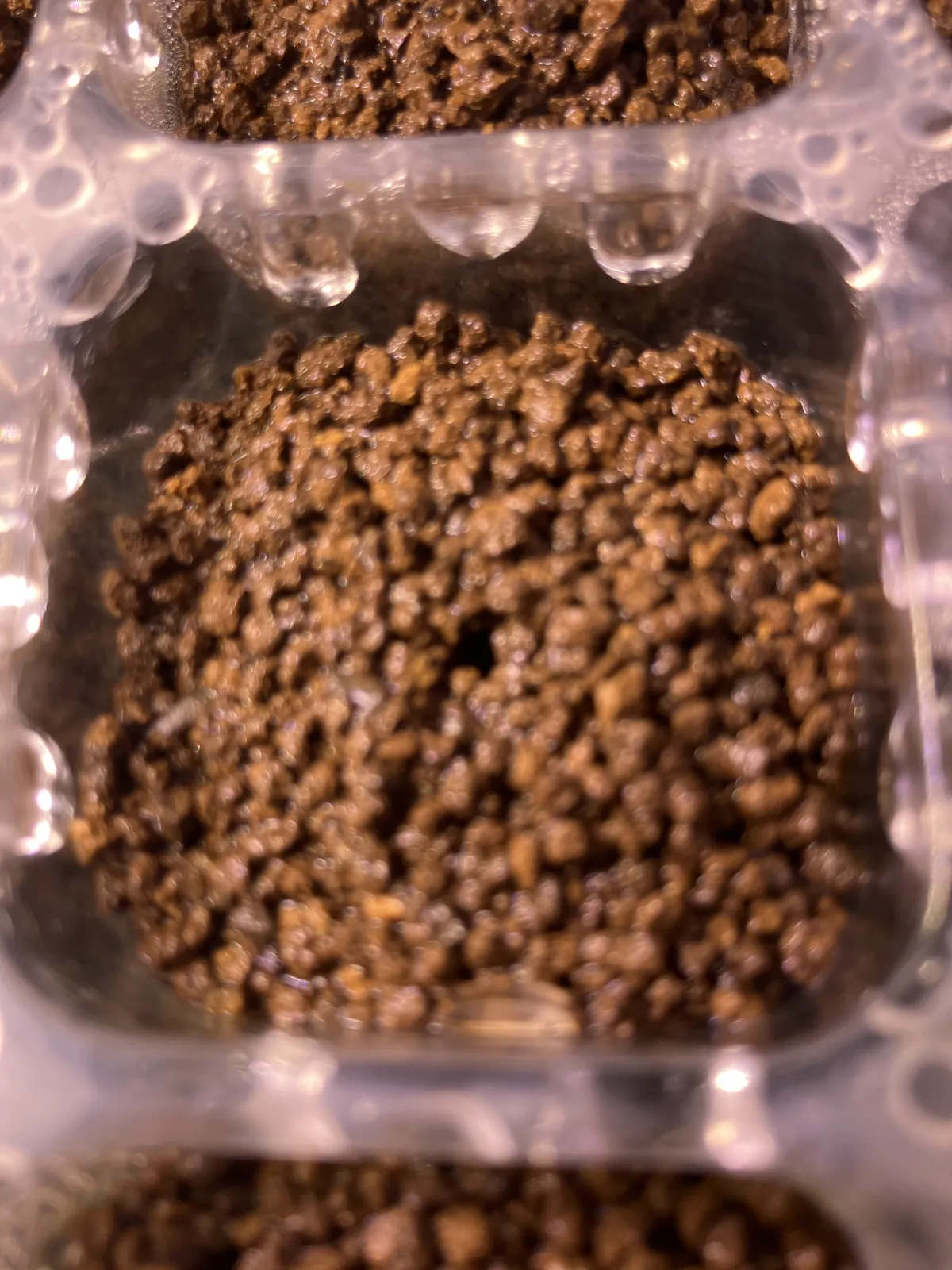 Pachypodium horombense (パキポディウム ホロンベンセ)