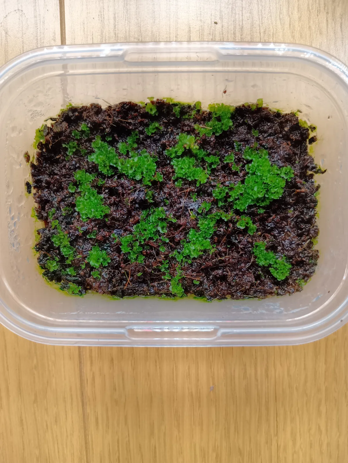 Platycerium ridleyi (ビカクシダ リドレイ)