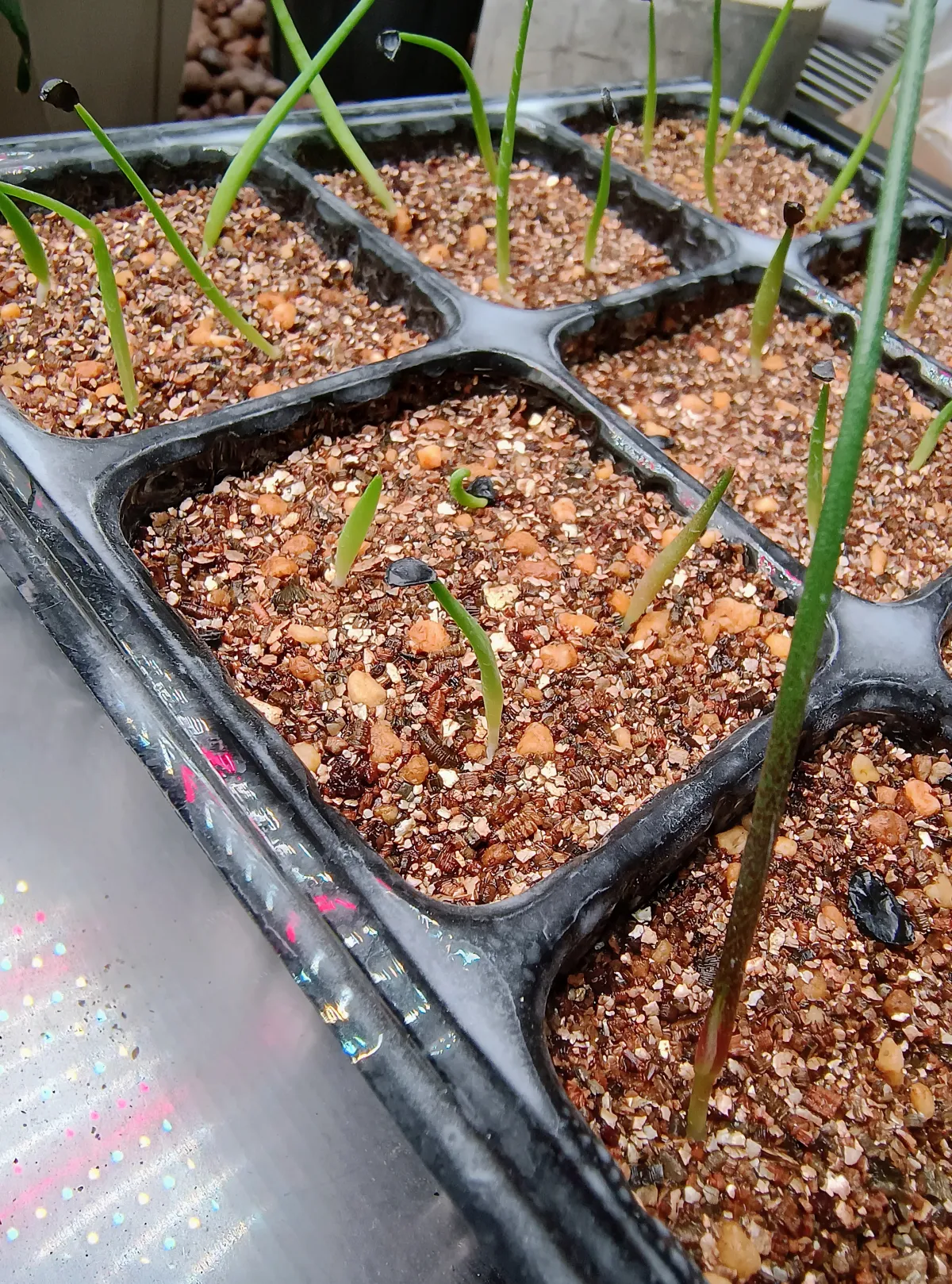 Agave titanota 'Blue' (アガベ チタノタブルー)