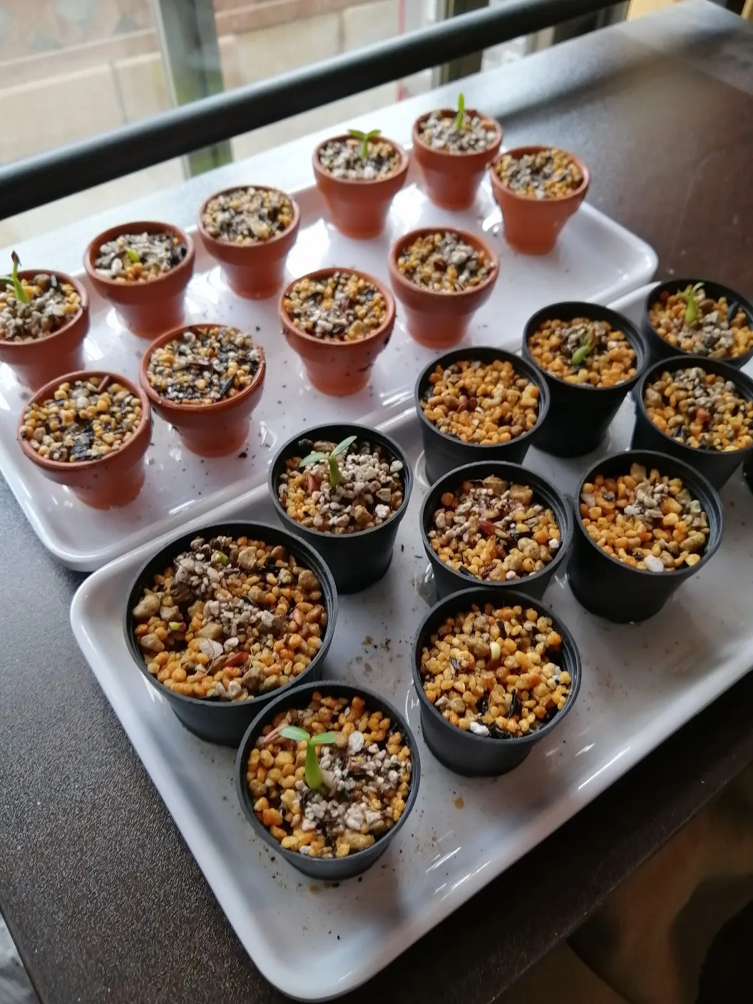 Pachypodium rosulatum var. gracilius (パキポディウム グラキリス)