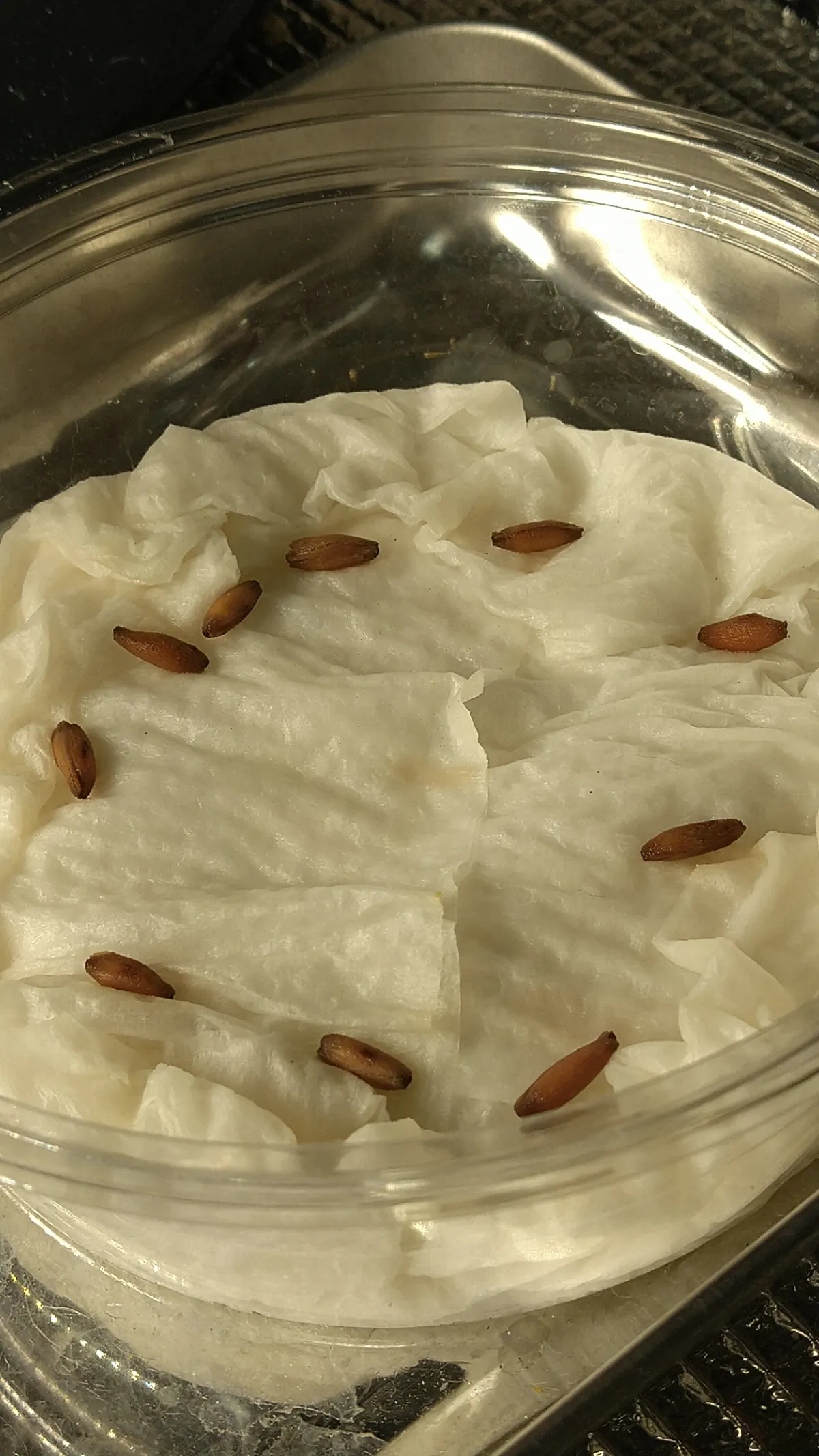 Adenium arabicum Rashiny (アデニウム アラビカム ラシニー)