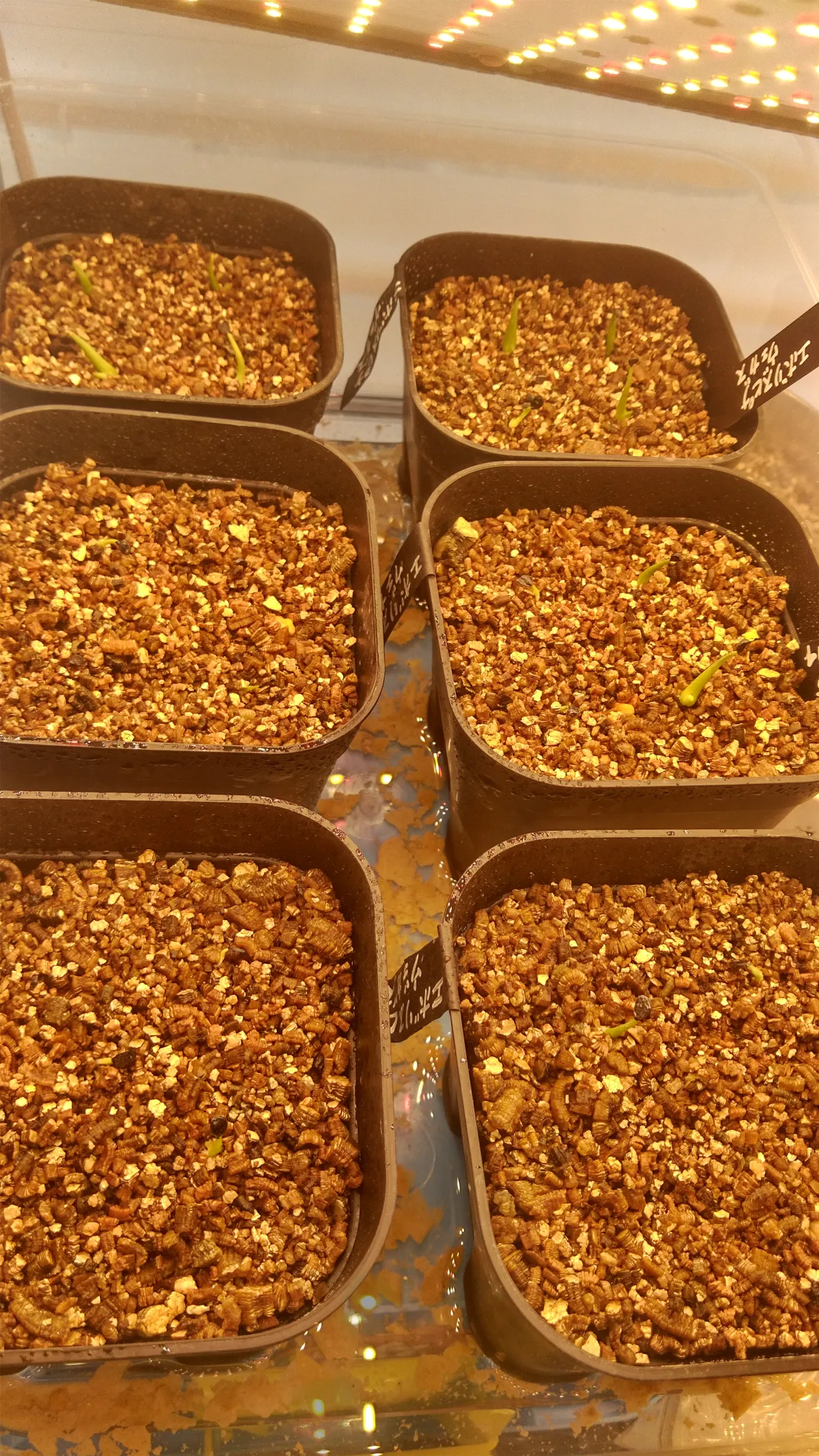 Agave utahensis var. eborispina 'Vegas' (アガベ エボリスピナ ヴェガス)