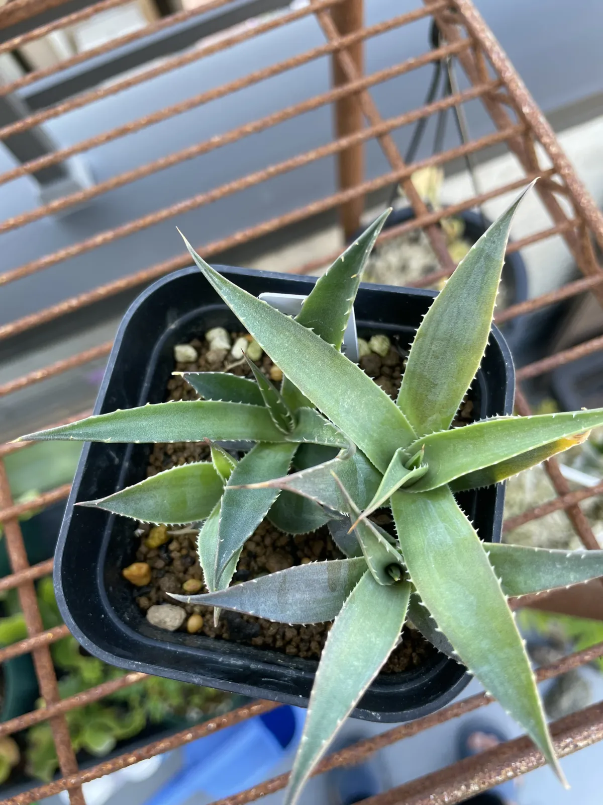 Agave utahensis ssp. utahensis (アガベ ユタエンシス)