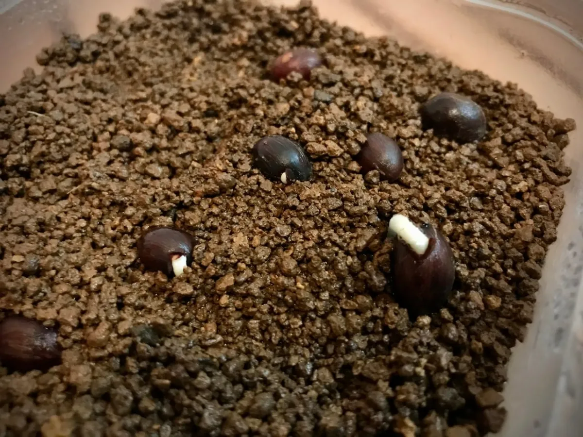 Chamaerops humilis (チャメロプス フミリス)