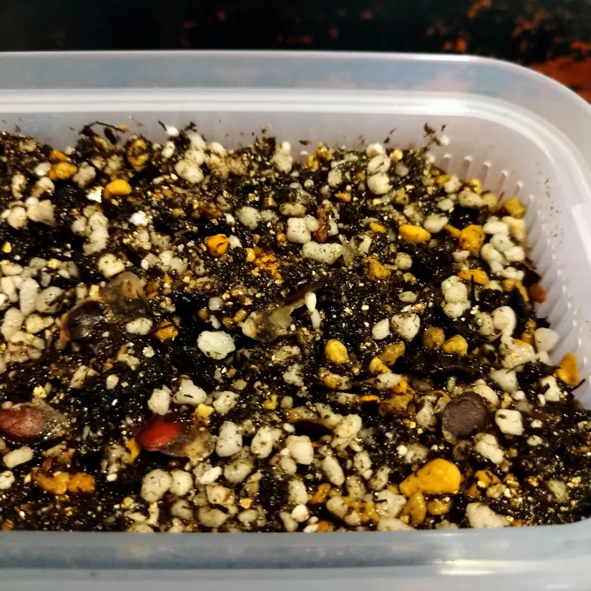 Dioscorea elephantipes (ディオスコレア エレファンティペス アフリカ亀甲竜)