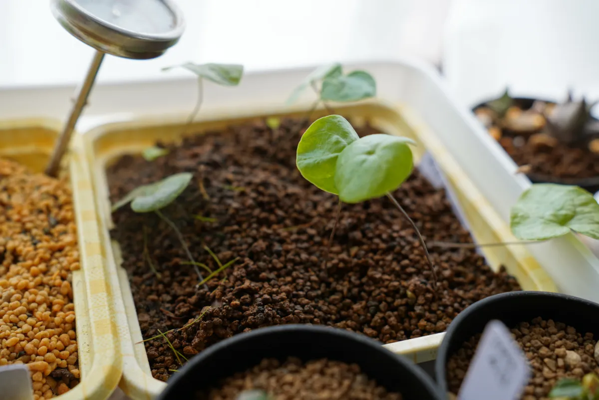 Dioscorea elephantipes (ディオスコレア エレファンティペス アフリカ亀甲竜)