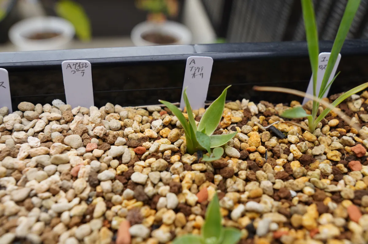 Agave bracteosa (アガベ ブラクテオーサ)