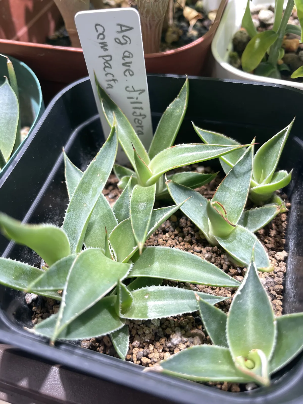 Agave filifera var. compacta (アガベ フィリフェラコンパクタ)