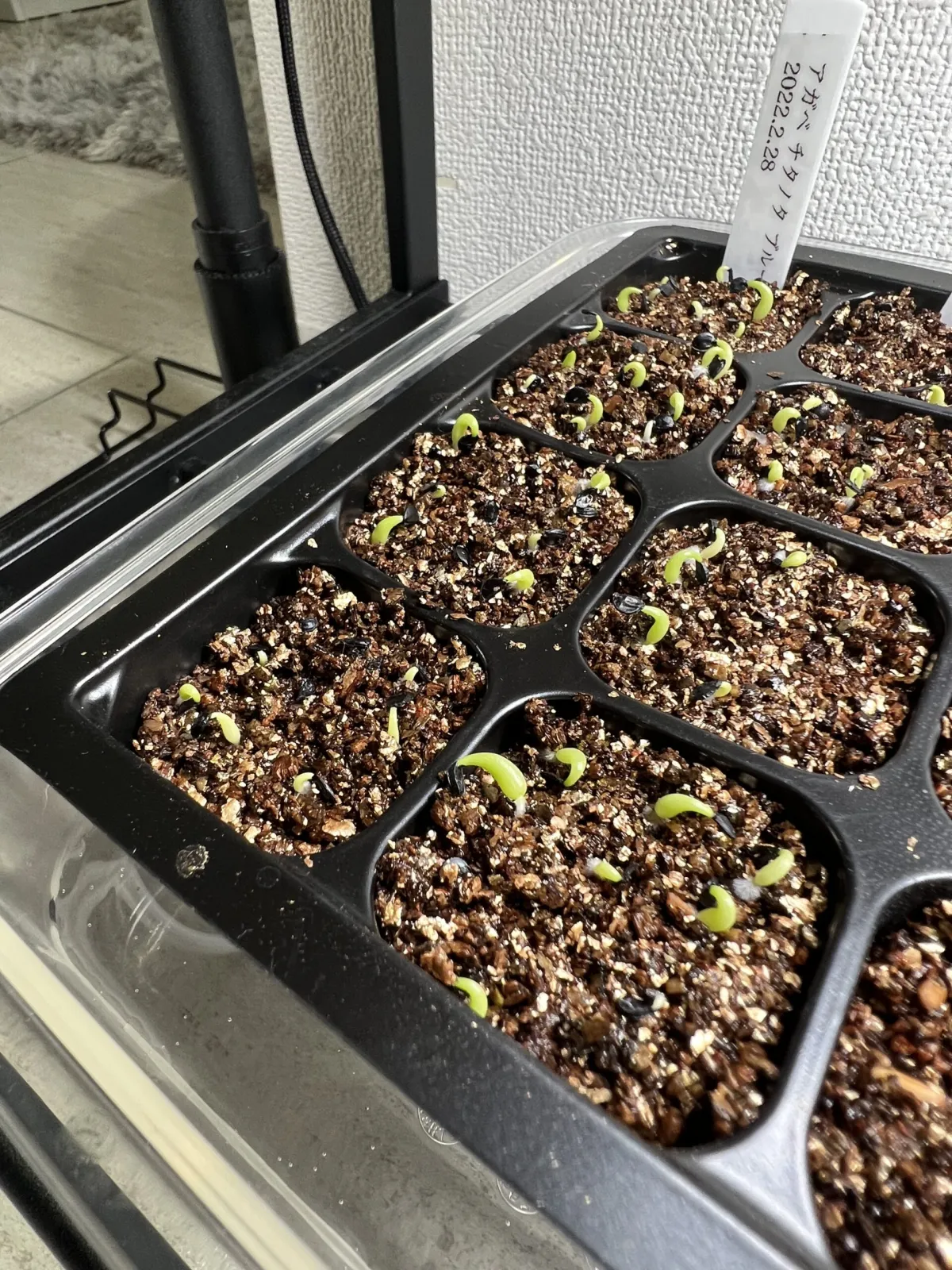 Agave titanota 'Blue' (アガベ チタノタブルー)