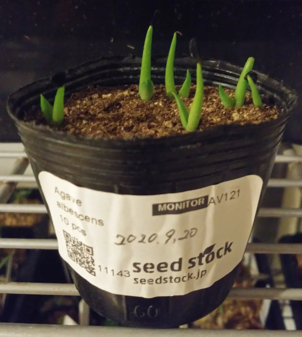 Agave albescens (アガベ アルベセンス)