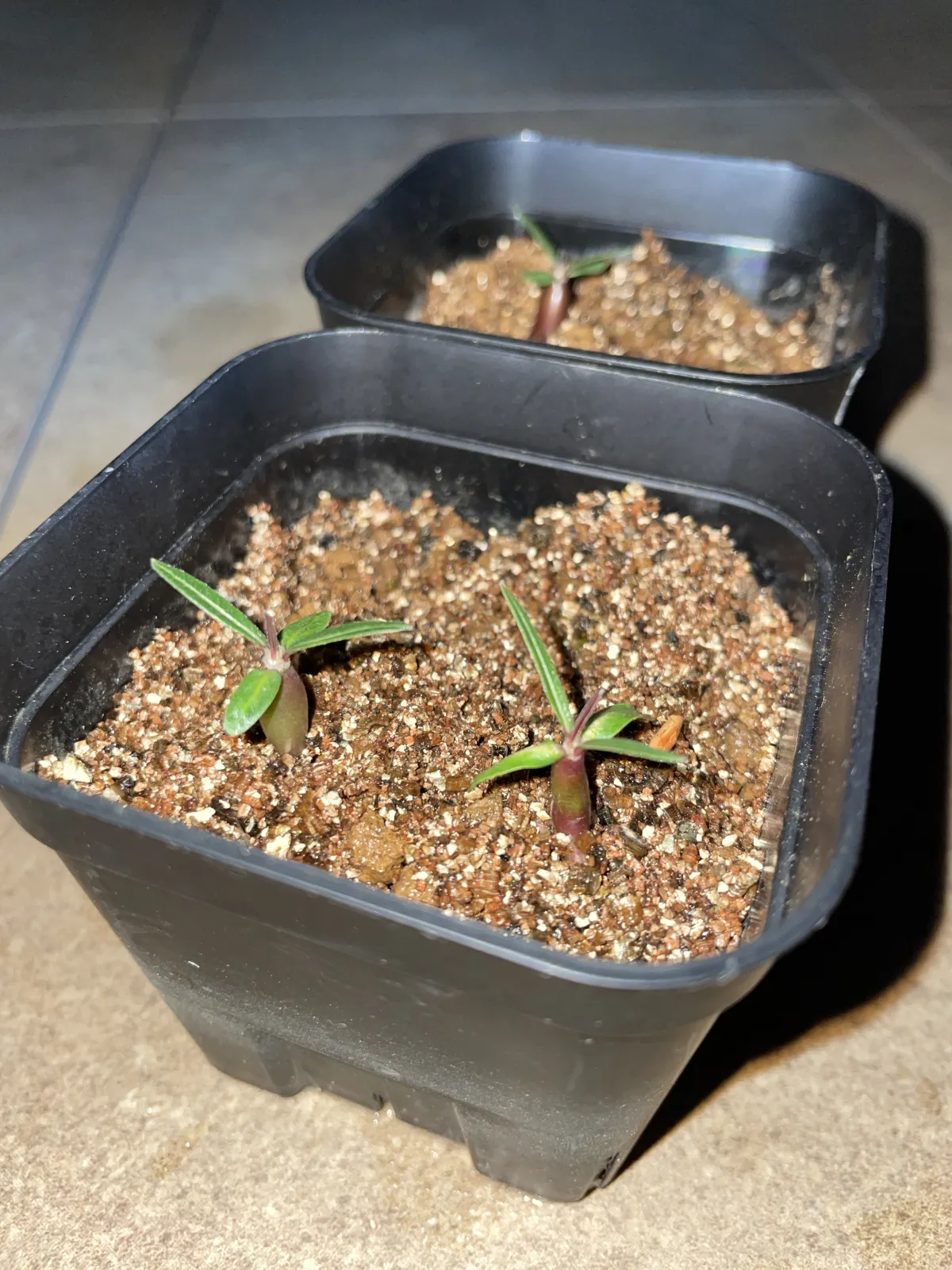 Pachypodium rosulatum ssp. cactipes (パキポディウム カクチペス)
