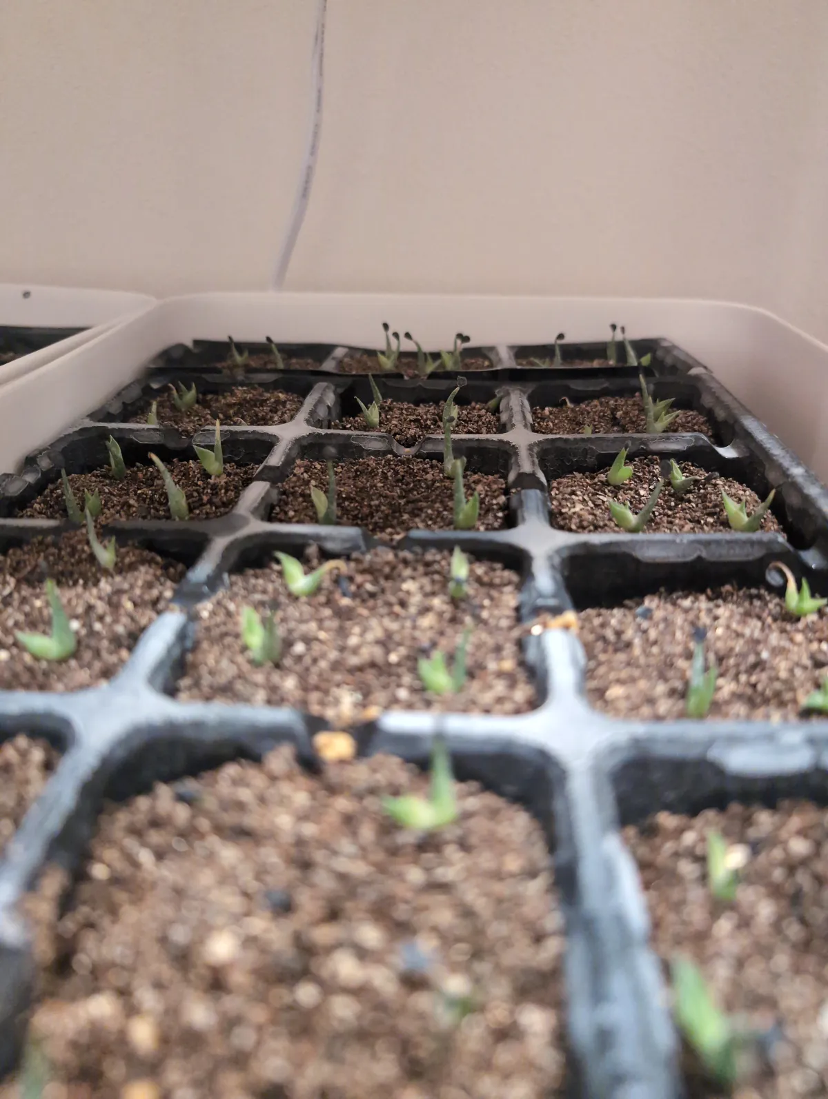 Agave utahensis var. eborispina (アガベ エボリスピナ)