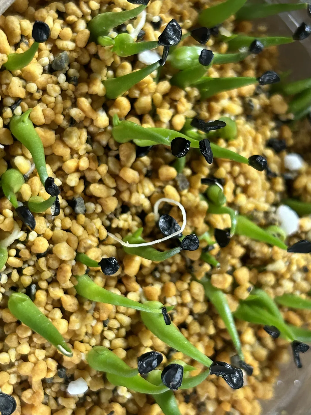 Agave utahensis var. nevadensis 'Compacta' (アガベ ネバデンシス コンパクタ)