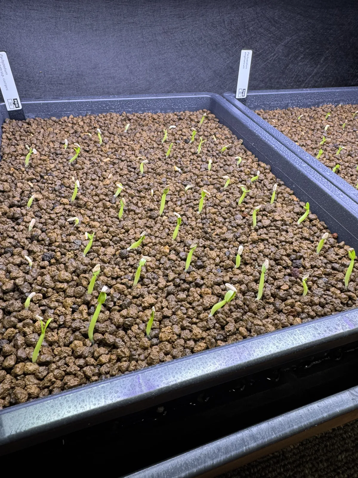 Pachypodium rosulatum ssp. cactipes (パキポディウム カクチペス)