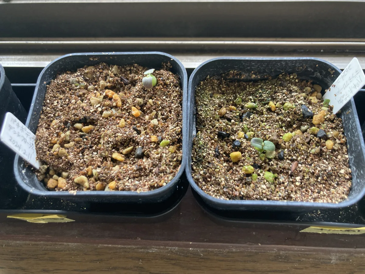 Pachypodium densiflorum var. densiflorum (パキポディウム デンシフローラム)