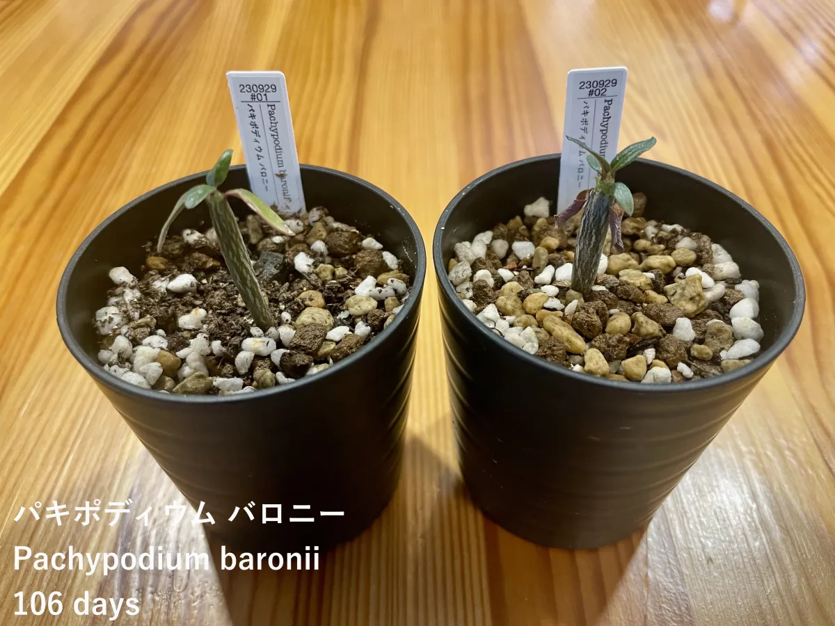 Pachypodium baronii (パキポディウム バロニー)