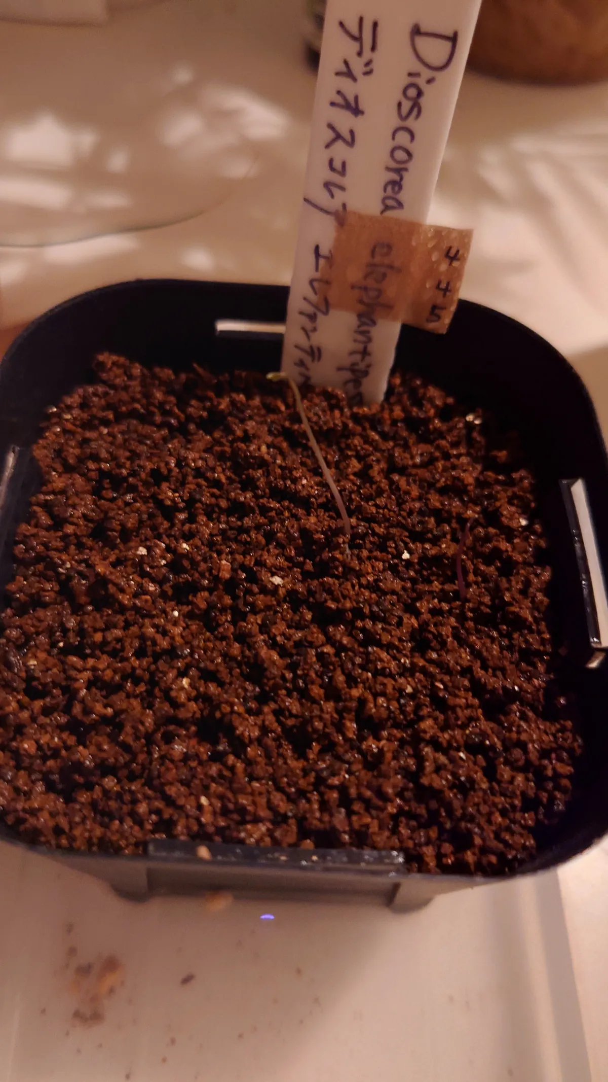 Dioscorea elephantipes (ディオスコレア エレファンティペス アフリカ亀甲竜)