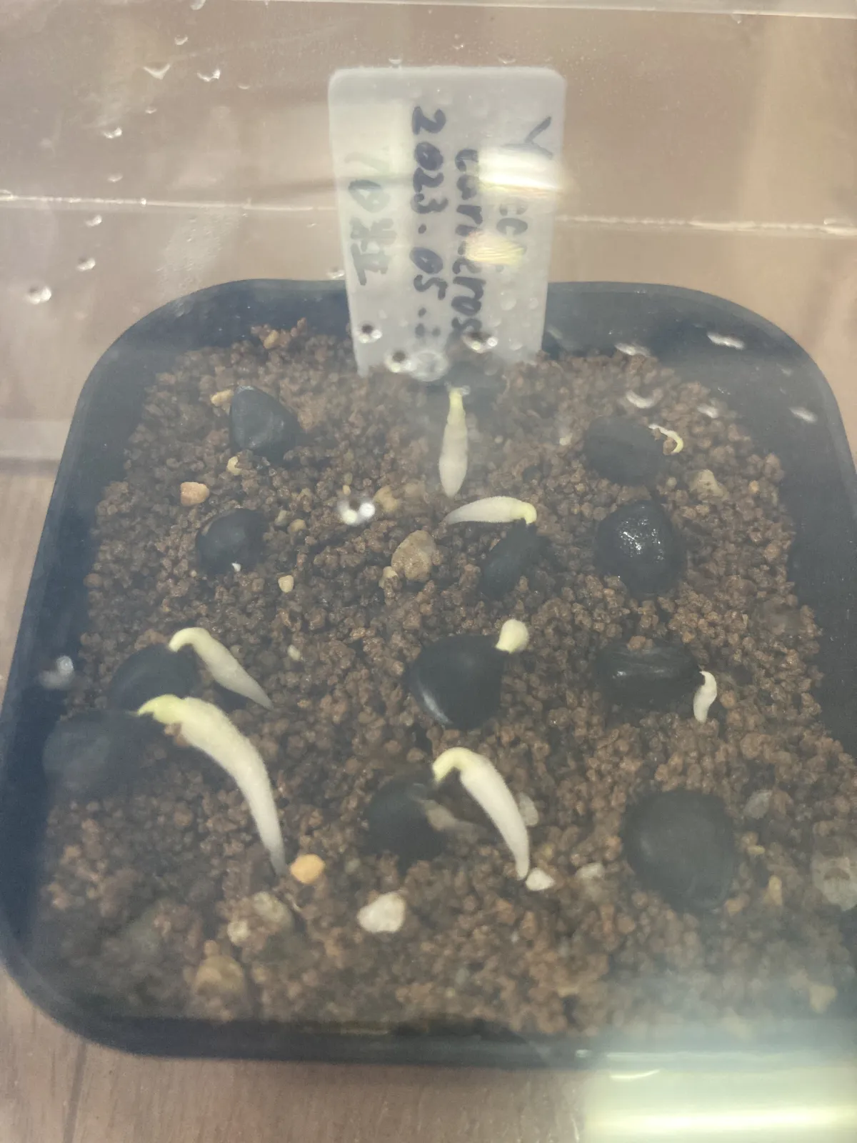 Yucca carnerosana (ユッカ カルネロサーナ)