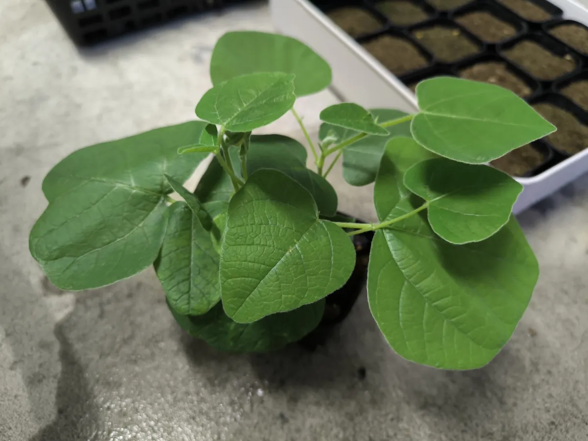 Erythrina latissima (エリスリナ ラティッシマ)