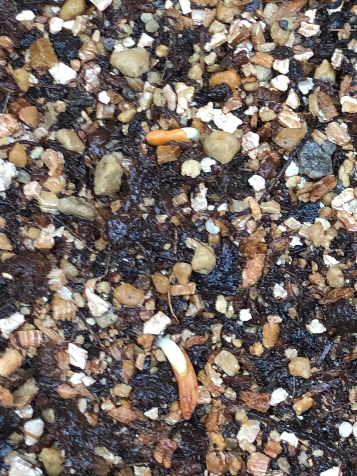 Pachypodium rosulatum var. gracilius (パキポディウム グラキリス)