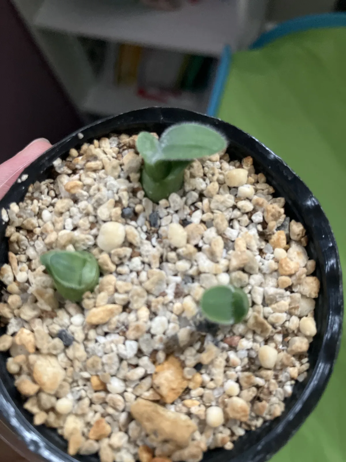 Haemanthus albiflos (ハエマンサス アルビフロス（発芽）)