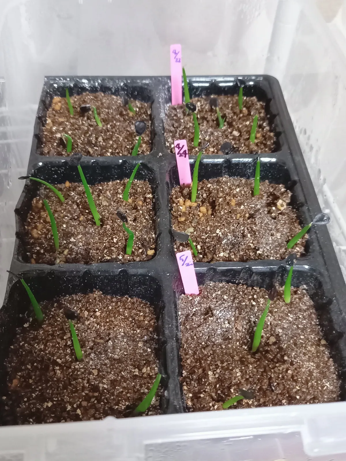 Agave parryi var. truncata (アガベ パリー トランカータ)