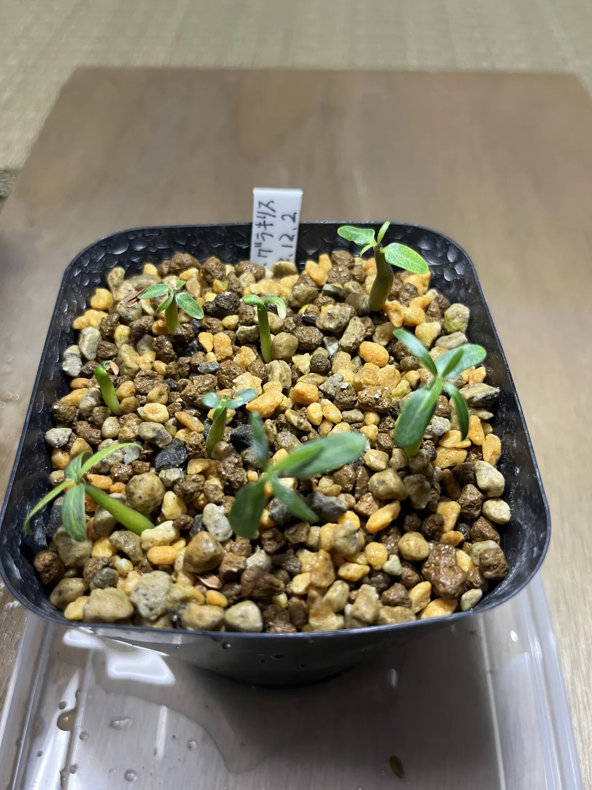 Pachypodium rosulatum var. gracilius (パキポディウム グラキリス)