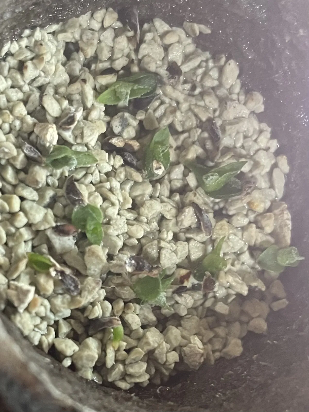 Hechtia oaxacana (ヘクチア オアハカーナ)