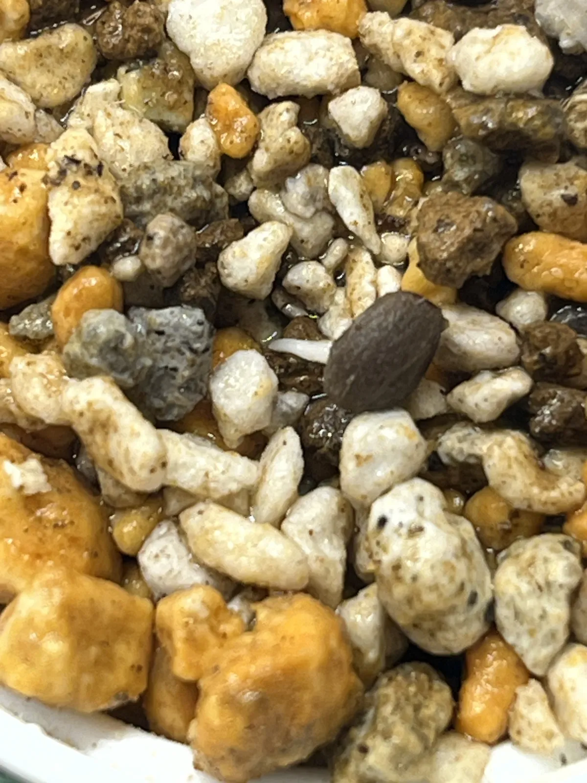 Operculicarya decaryi (オペルクリカリア デカリー)