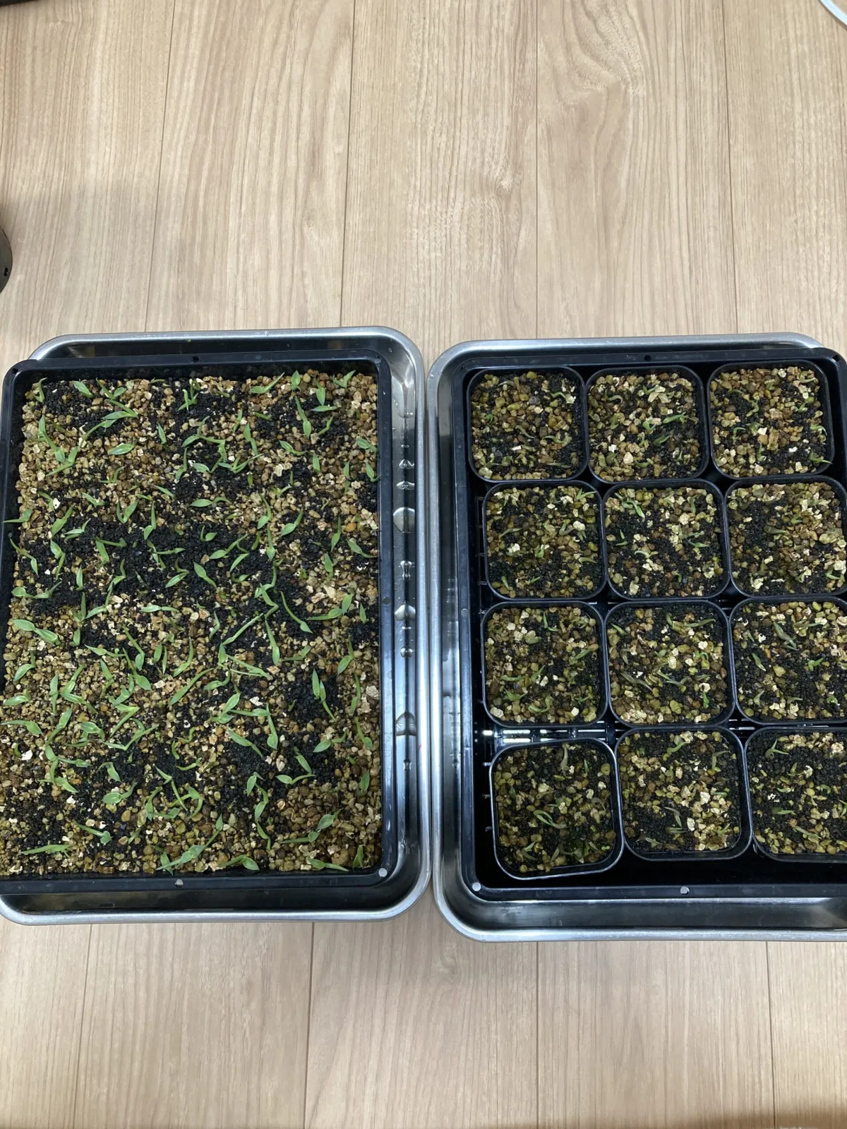  アガベ ★★★ロイ Agave ★★★roi