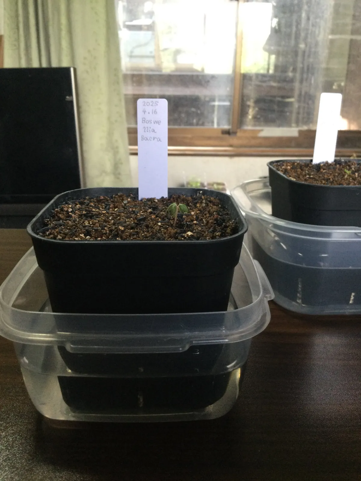 Boswellia sacra (ボスウェリア サクラ)