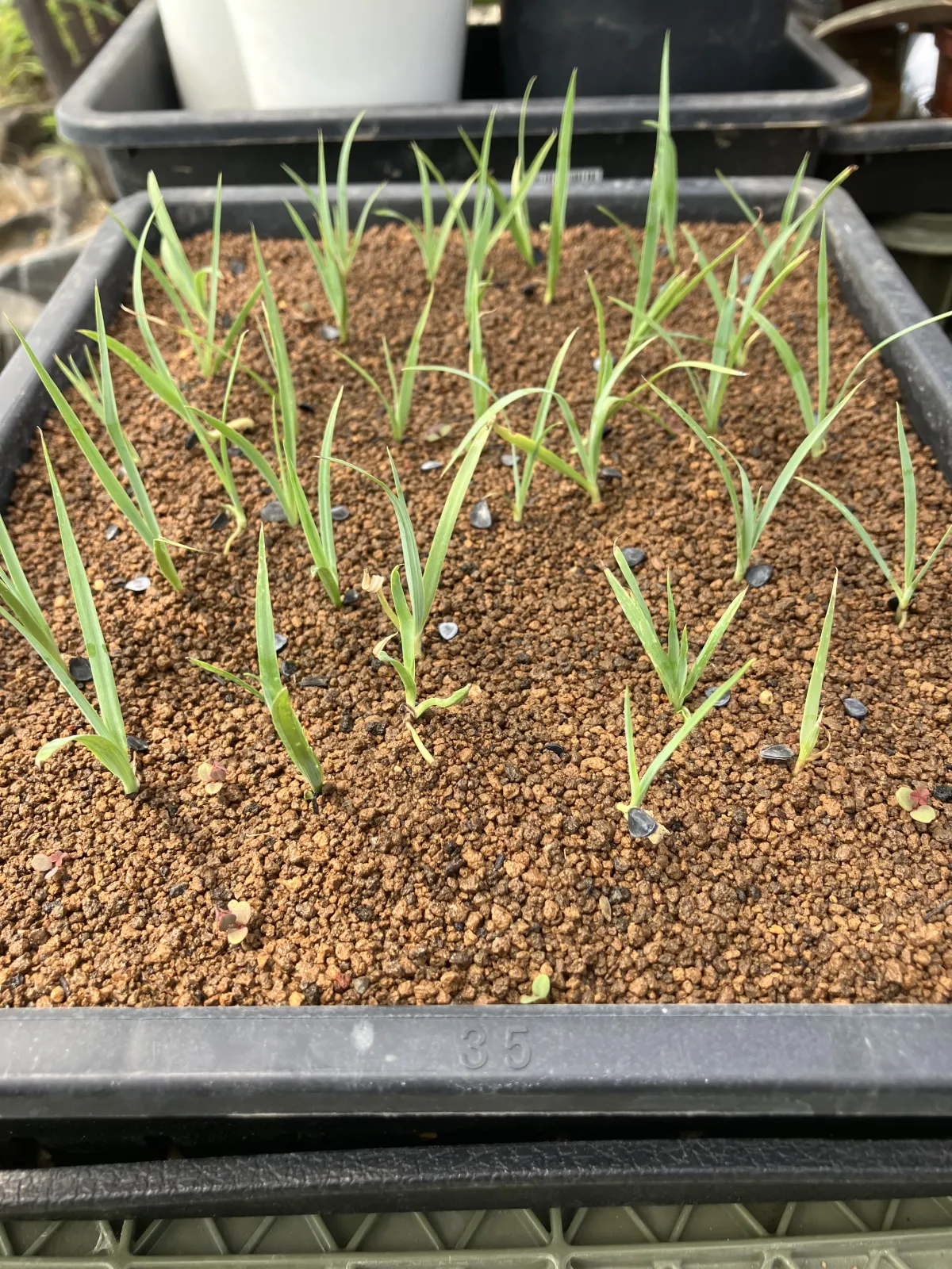 Yucca rigida (ユッカ リギダ)