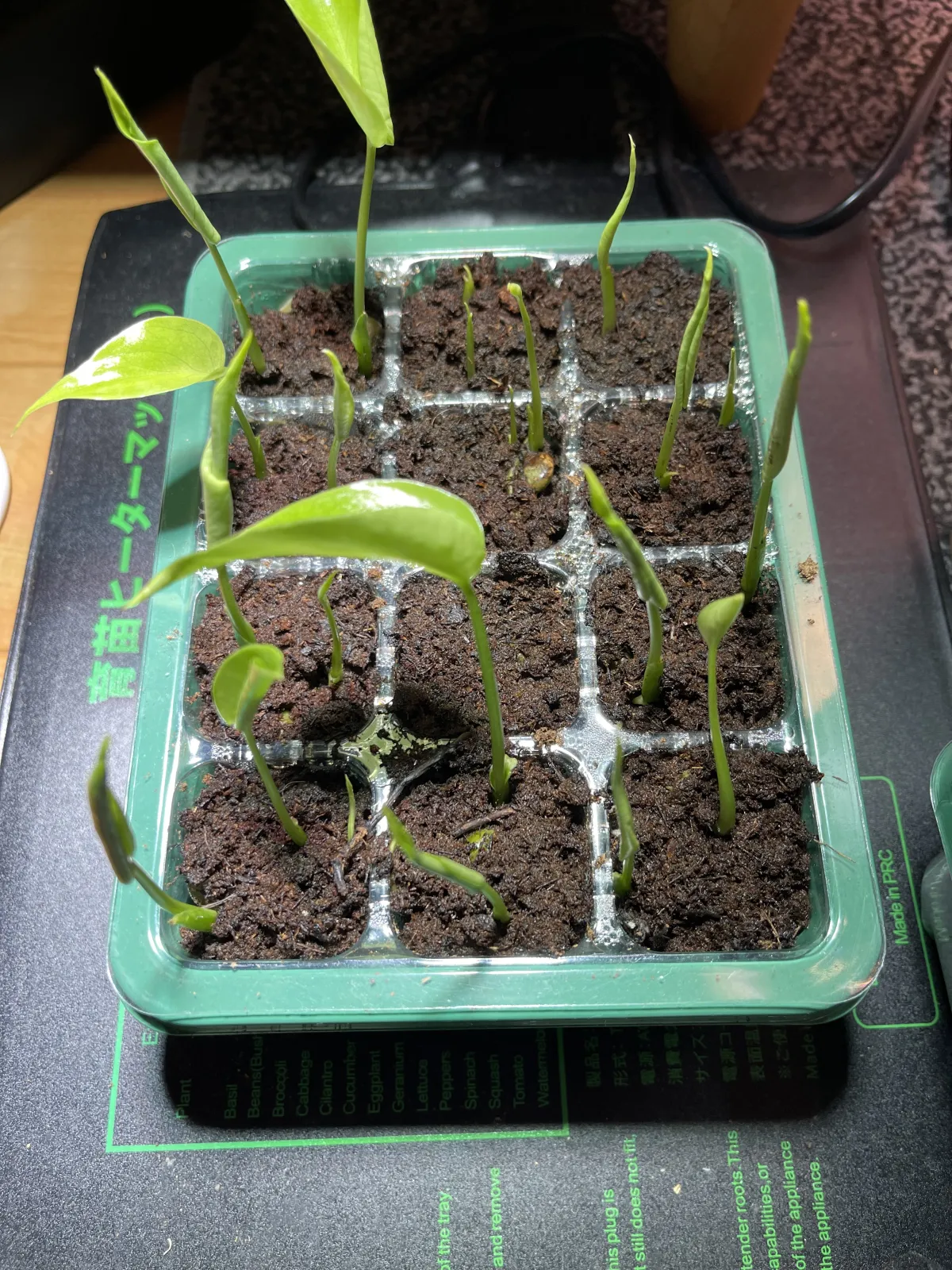 Monstera deliciosa Tauerii (モンステラ タウエリー)