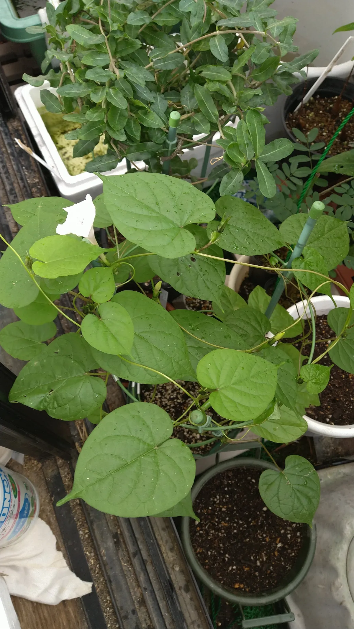 Ipomoea Ipomoea sp. (イポメア)