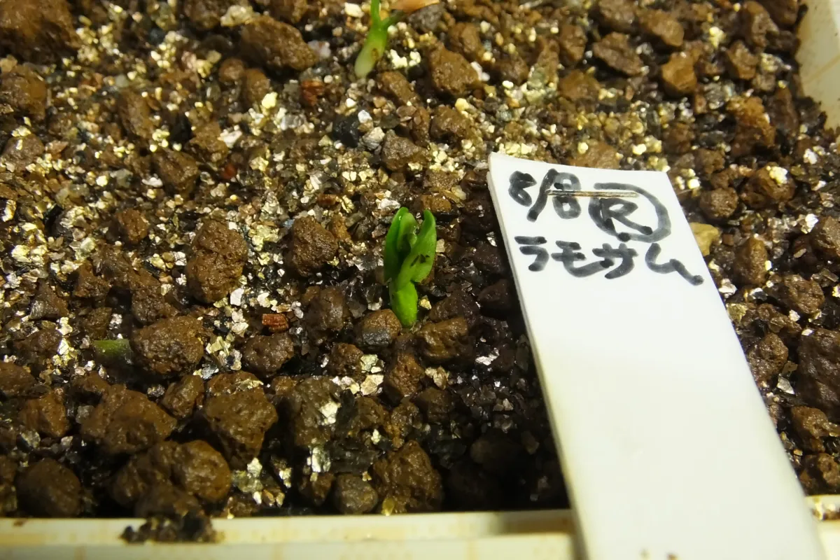 Pachypodium lamerei var. ramosum (パキポディウム ラモサム)