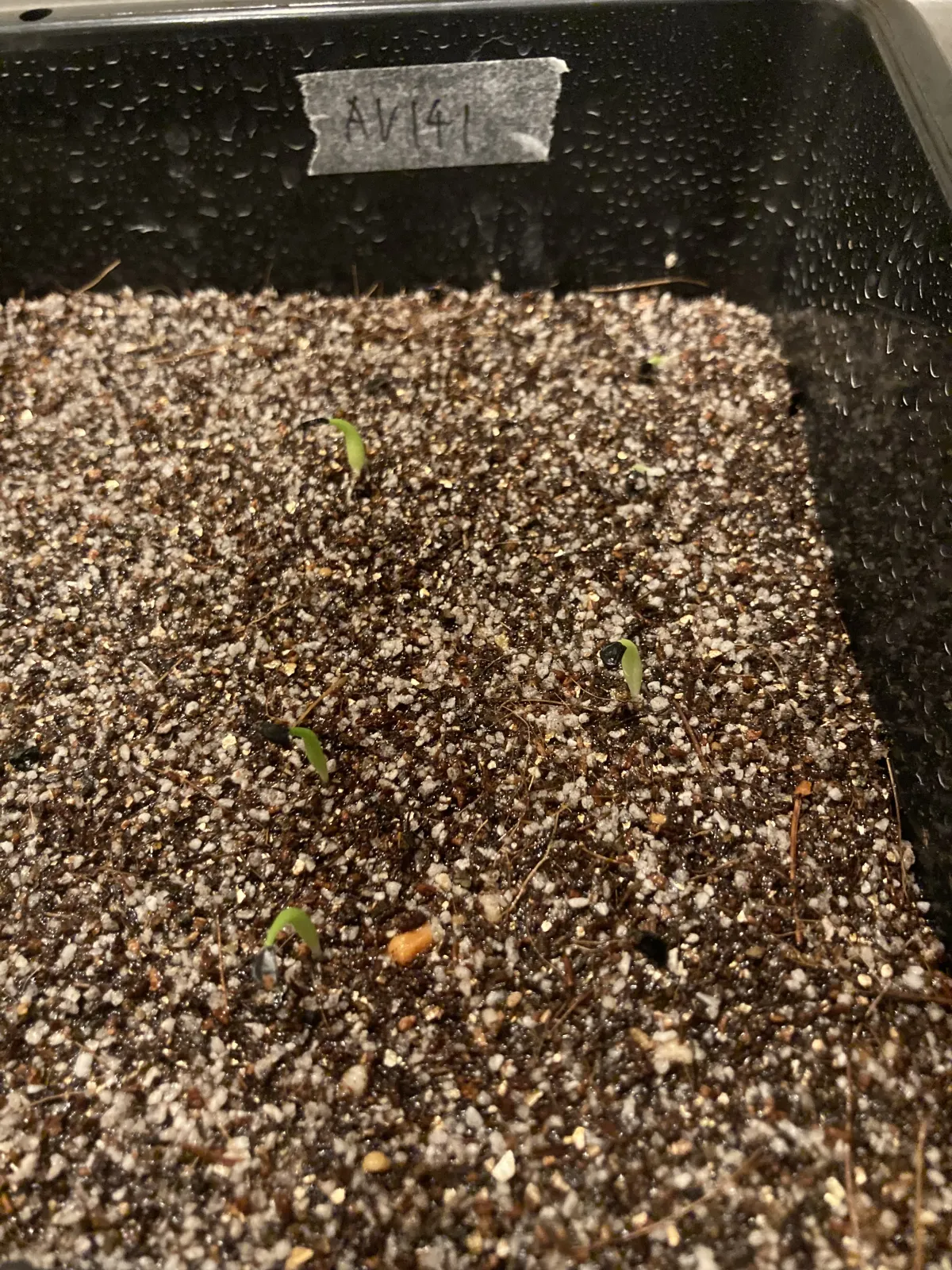 Agave titanota (アガベ チタノタ ドワーフ)