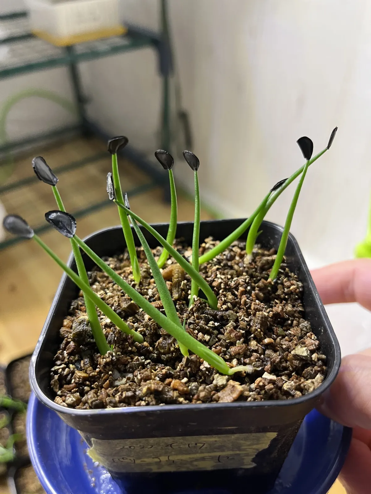 Agave parryi var. couesii (アガベ コウエシー)