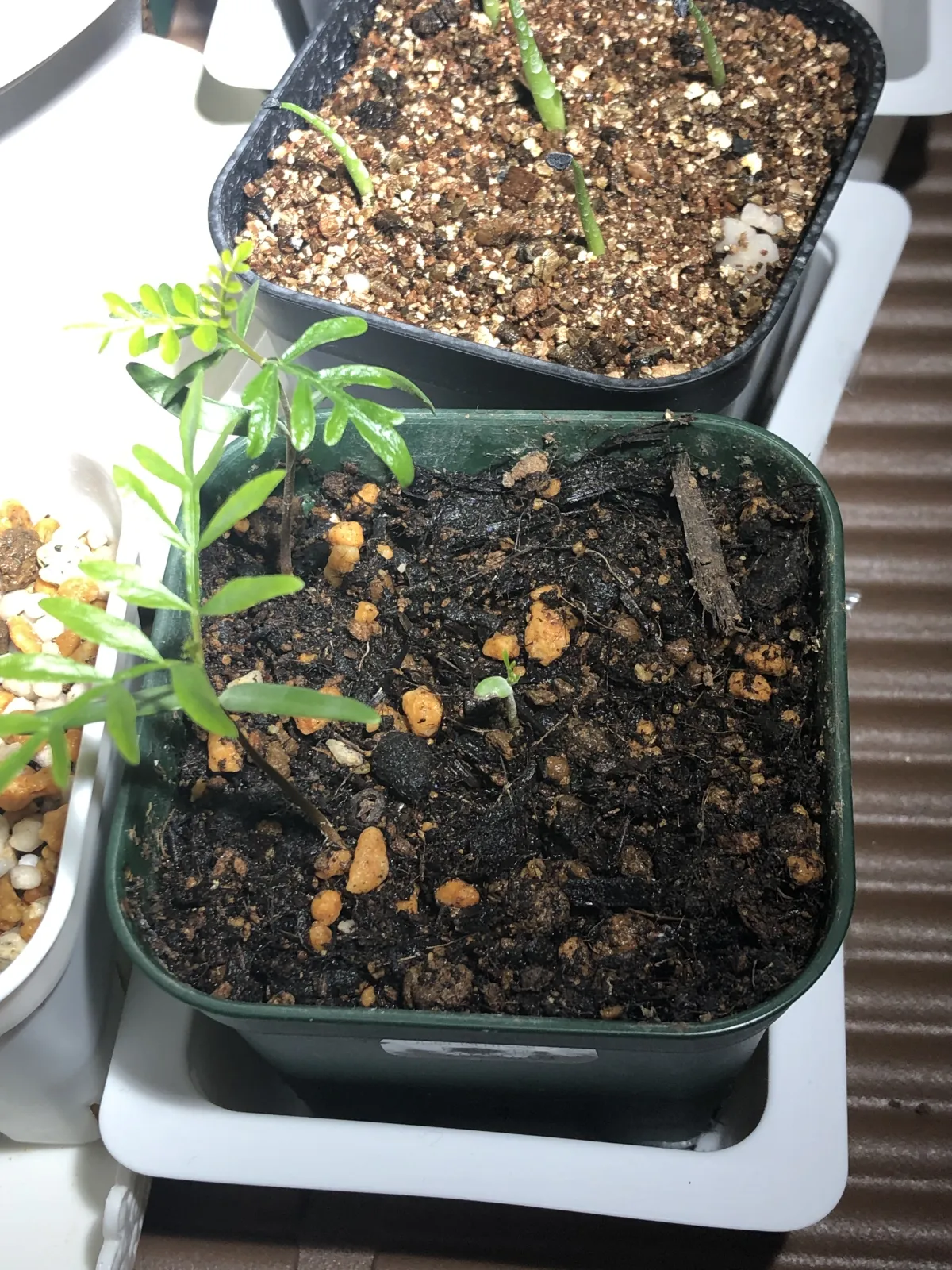 Operculicarya pachypus (オペルクリカリア パキプス2025D)