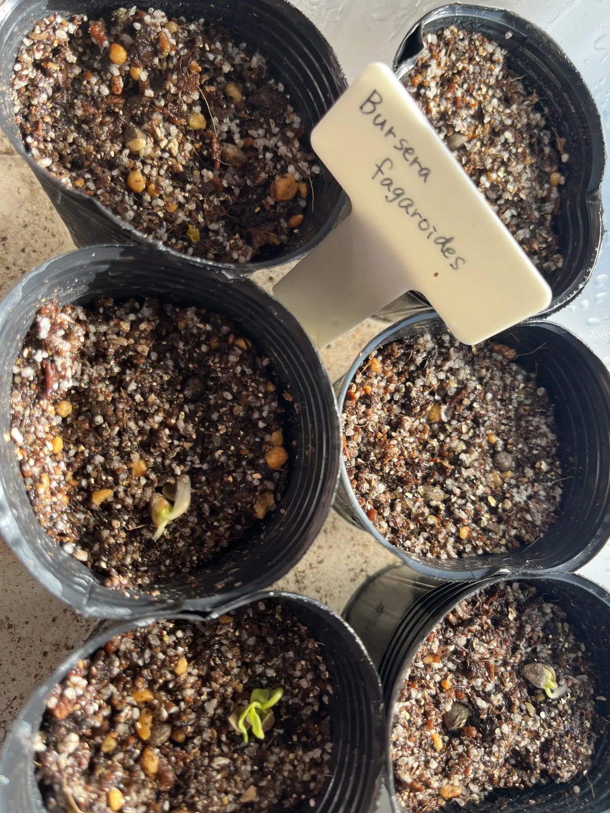 Bursera fagaroides (ブルセラ ファガロイデス)