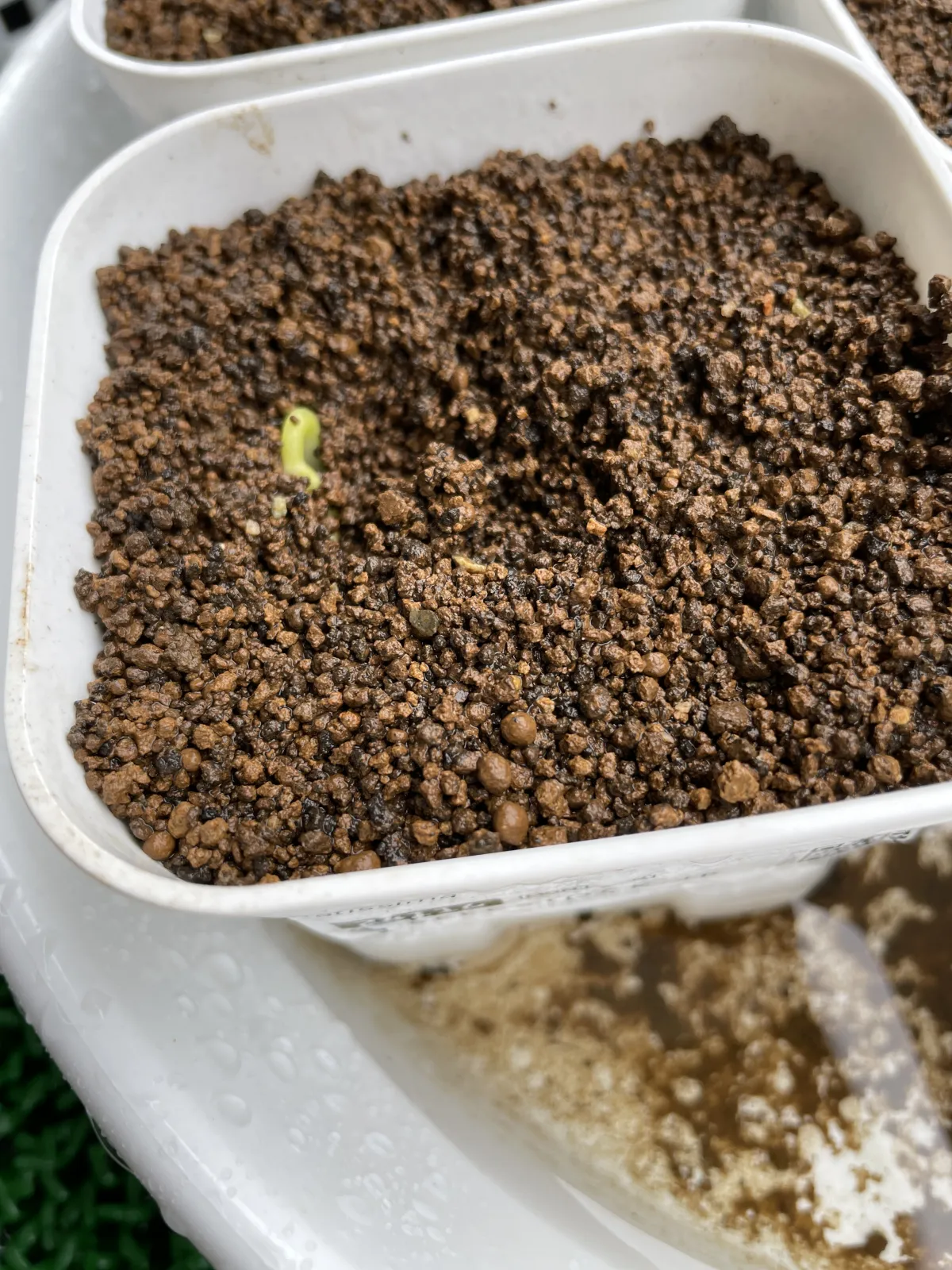 Erythrina latissima (エリスリナ ラティッシマ)