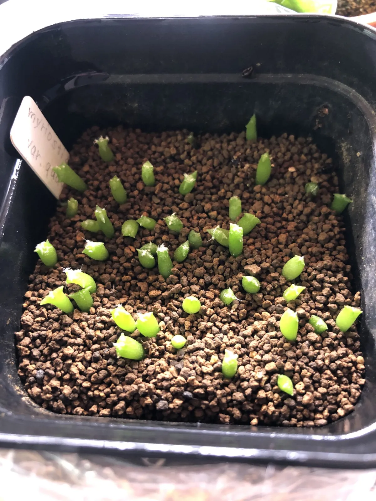 Astrophytum myriostigma (アストロフィツム 恩塚四角鸞鳳玉)