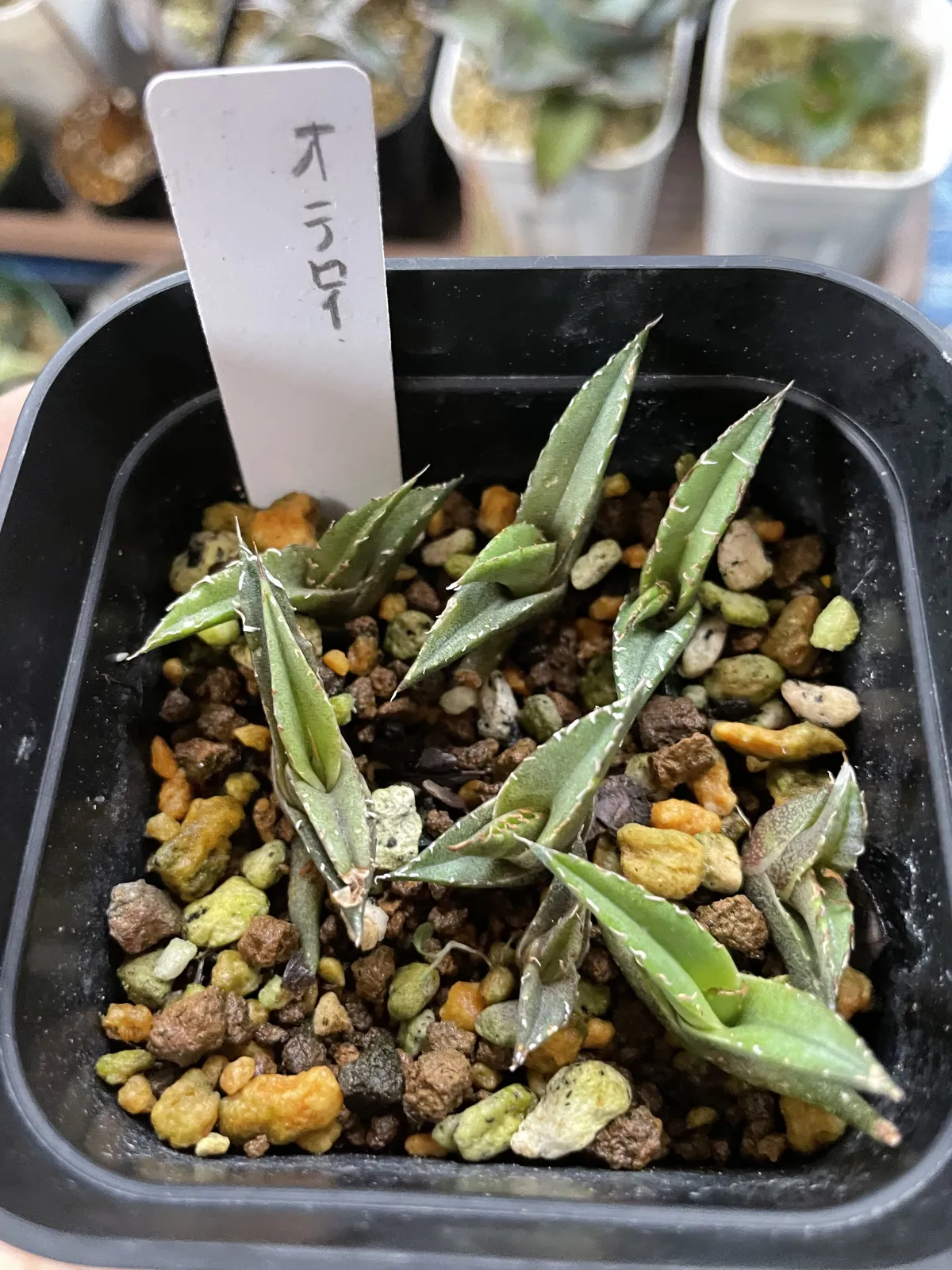 Agave oteroi (アガベ オテロイ)
