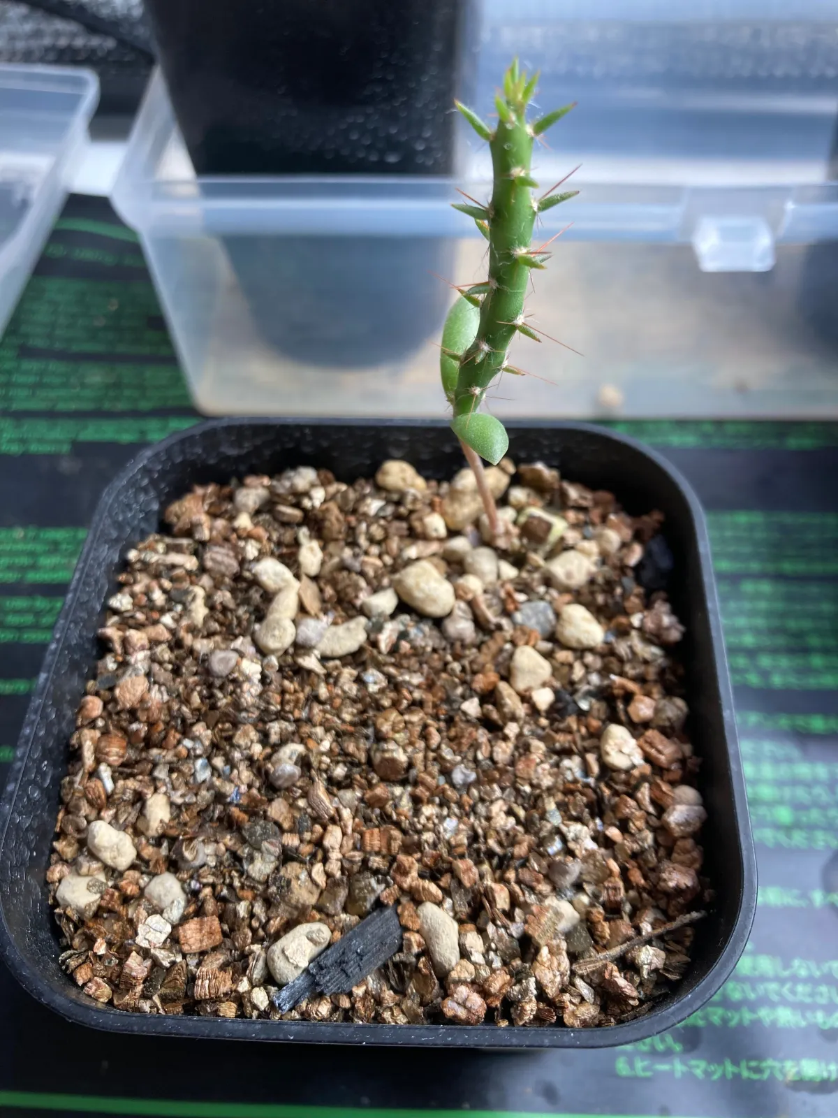 Cylindropuntia leptocaulis (キリンドロプンティア レプトカウリス)