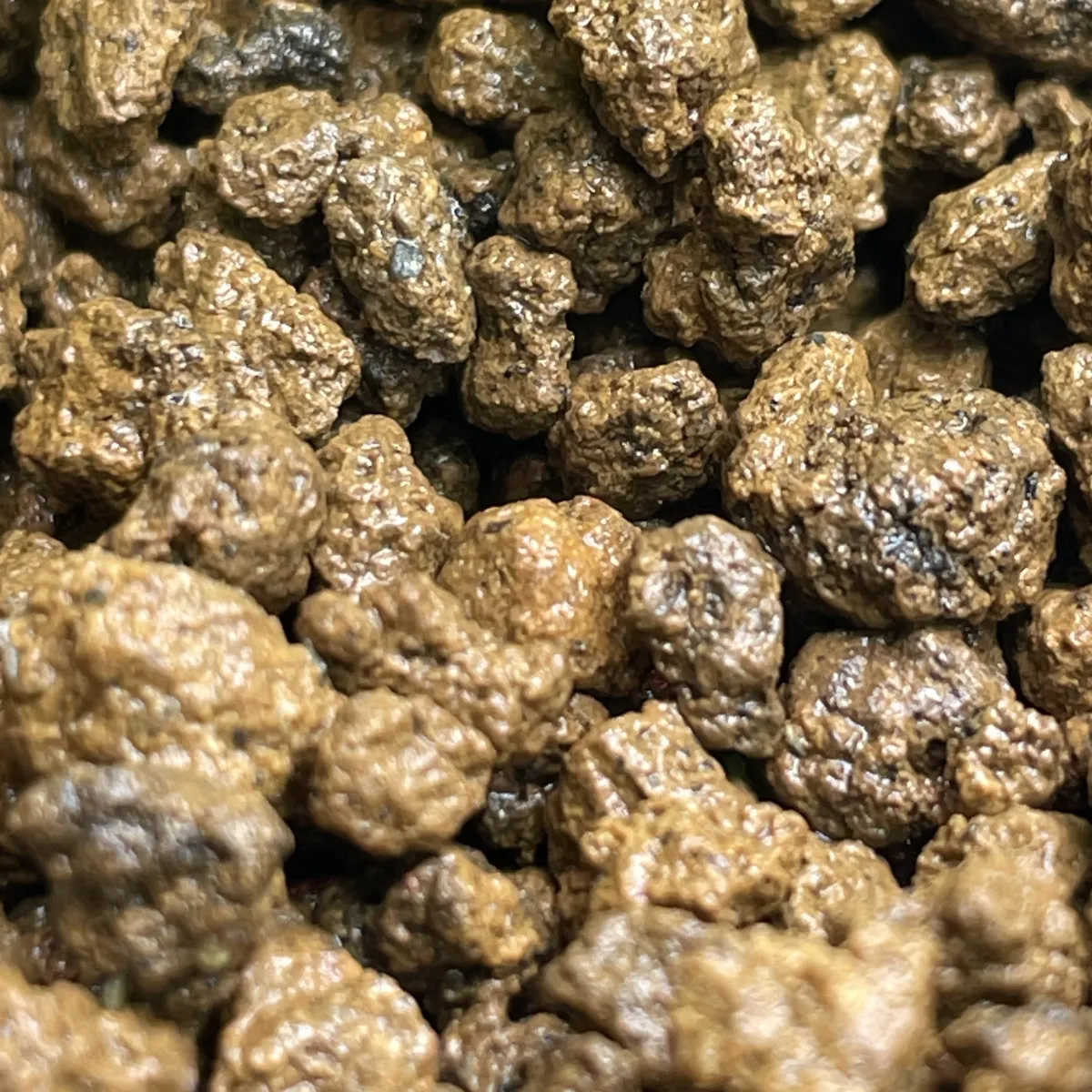 Pachypodium rosulatum var. gracilius (パキポディウム グラキリス)