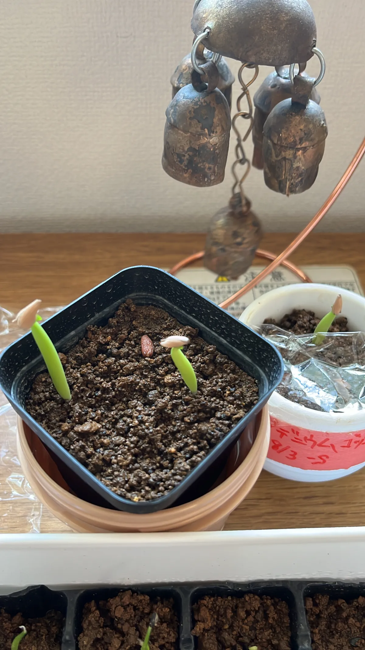 Adenium arabicum 'Godji Original' (アデニウム ゴッジオリジナル Godji Original)