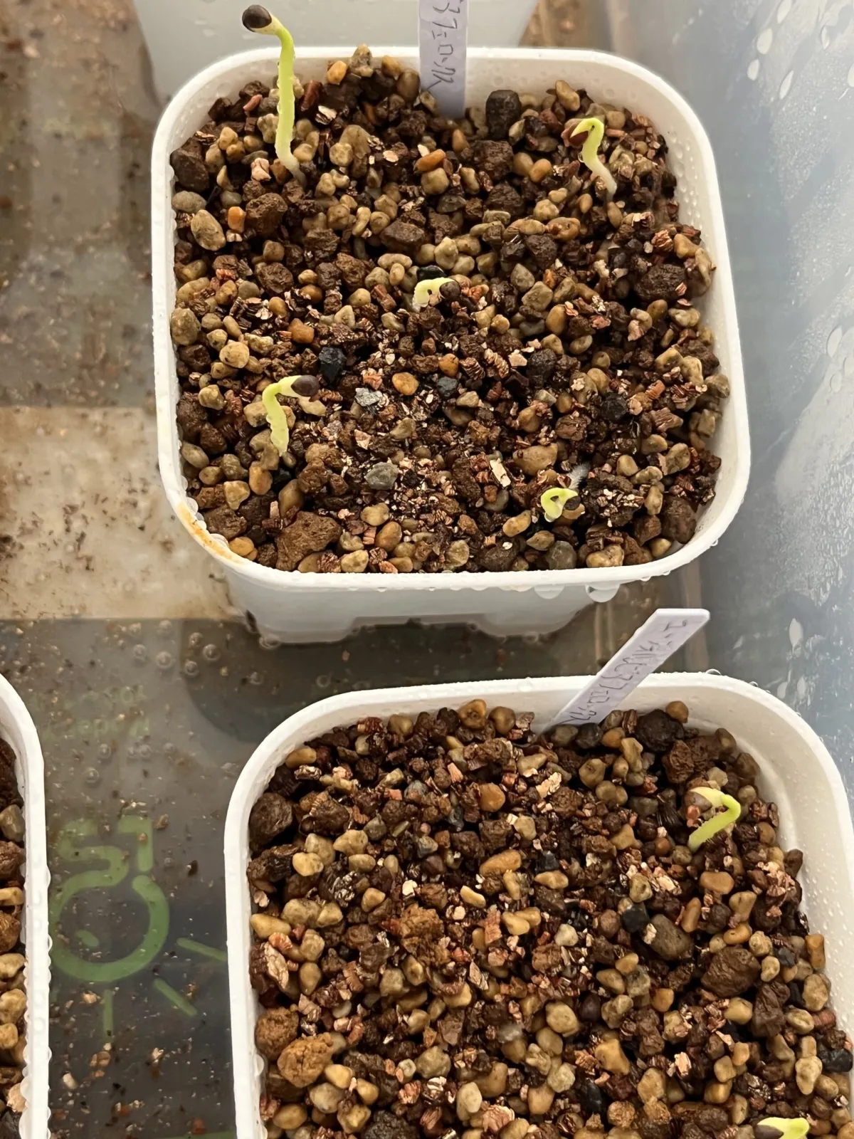 Euphorbia ferox (ユーフォルビア フェロックス)